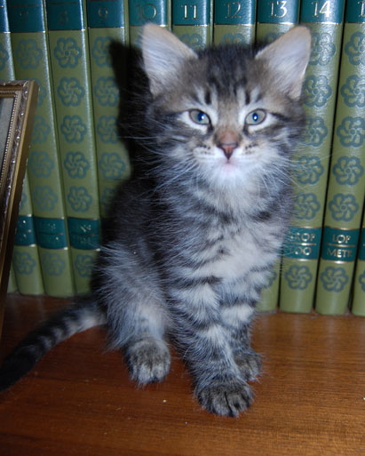 sibirisk katt Circinus