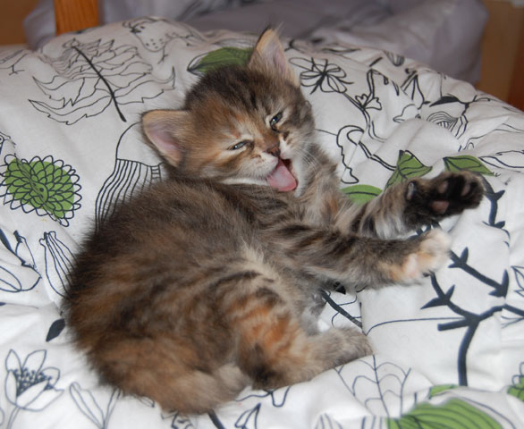 sibirisk kattunge