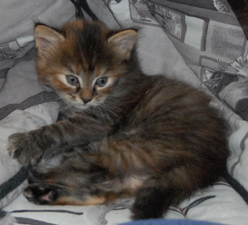 sibirisk katt Dunlop
