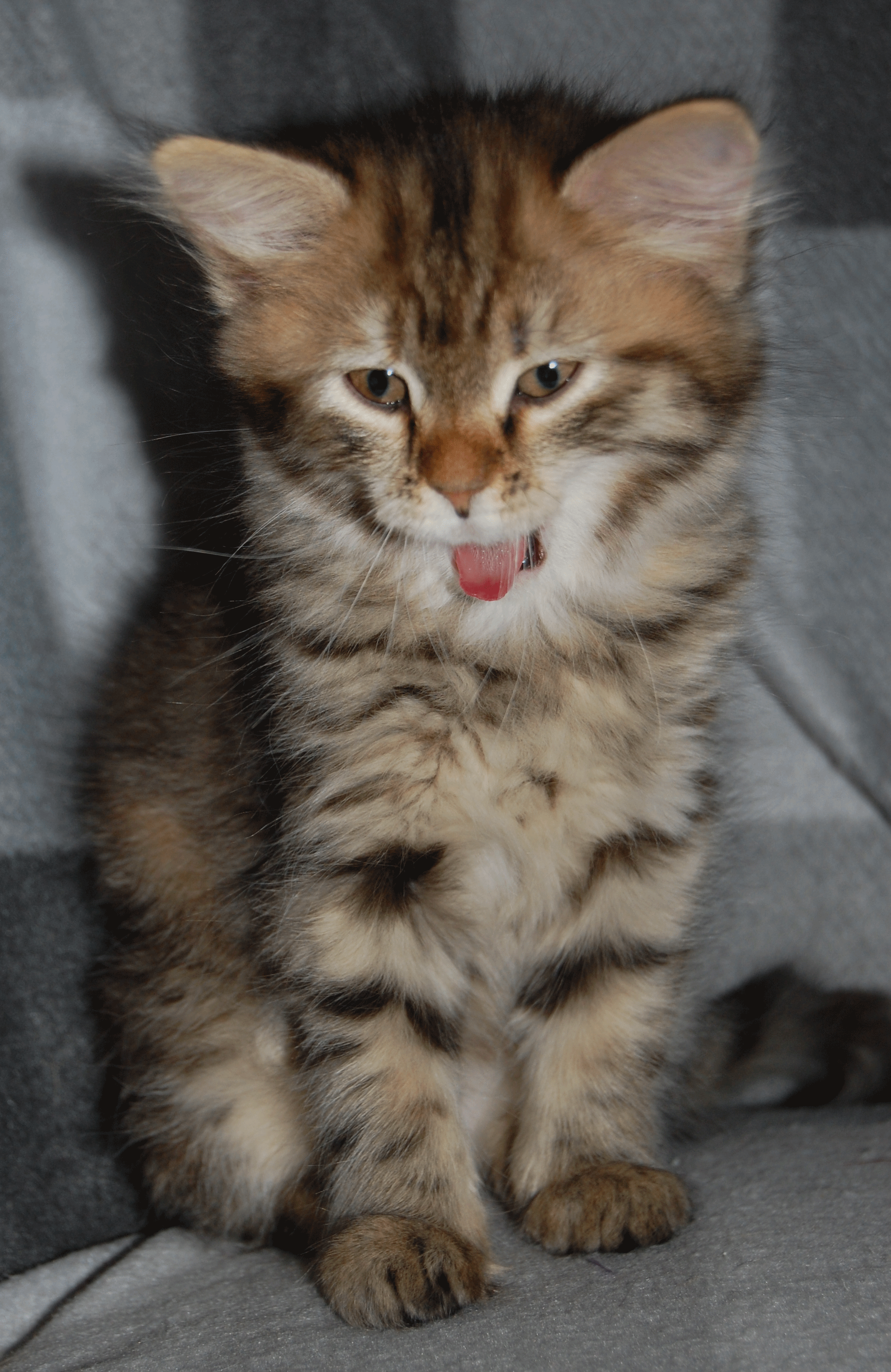 sibirisk kattunge