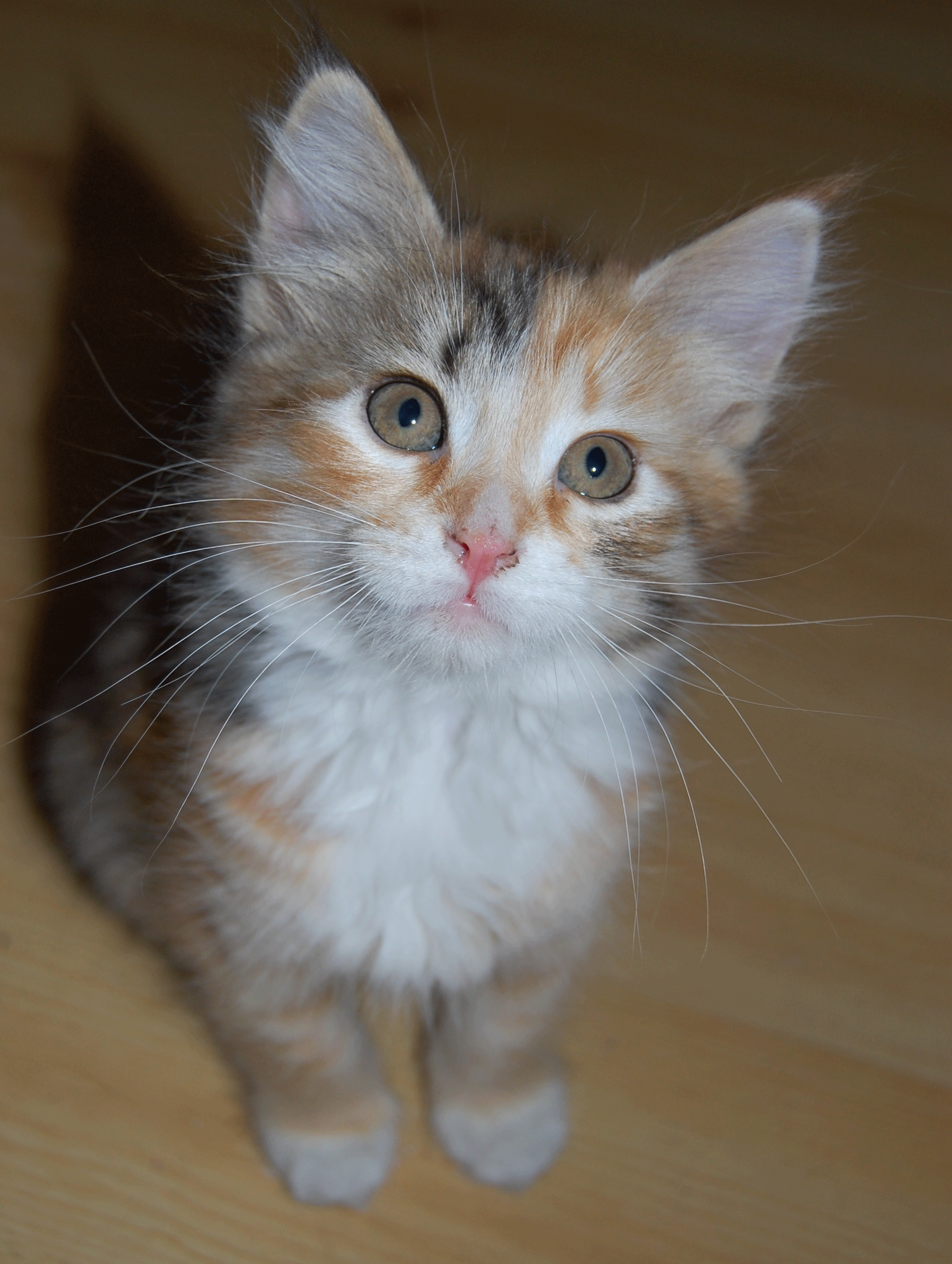 sibirisk kattunge