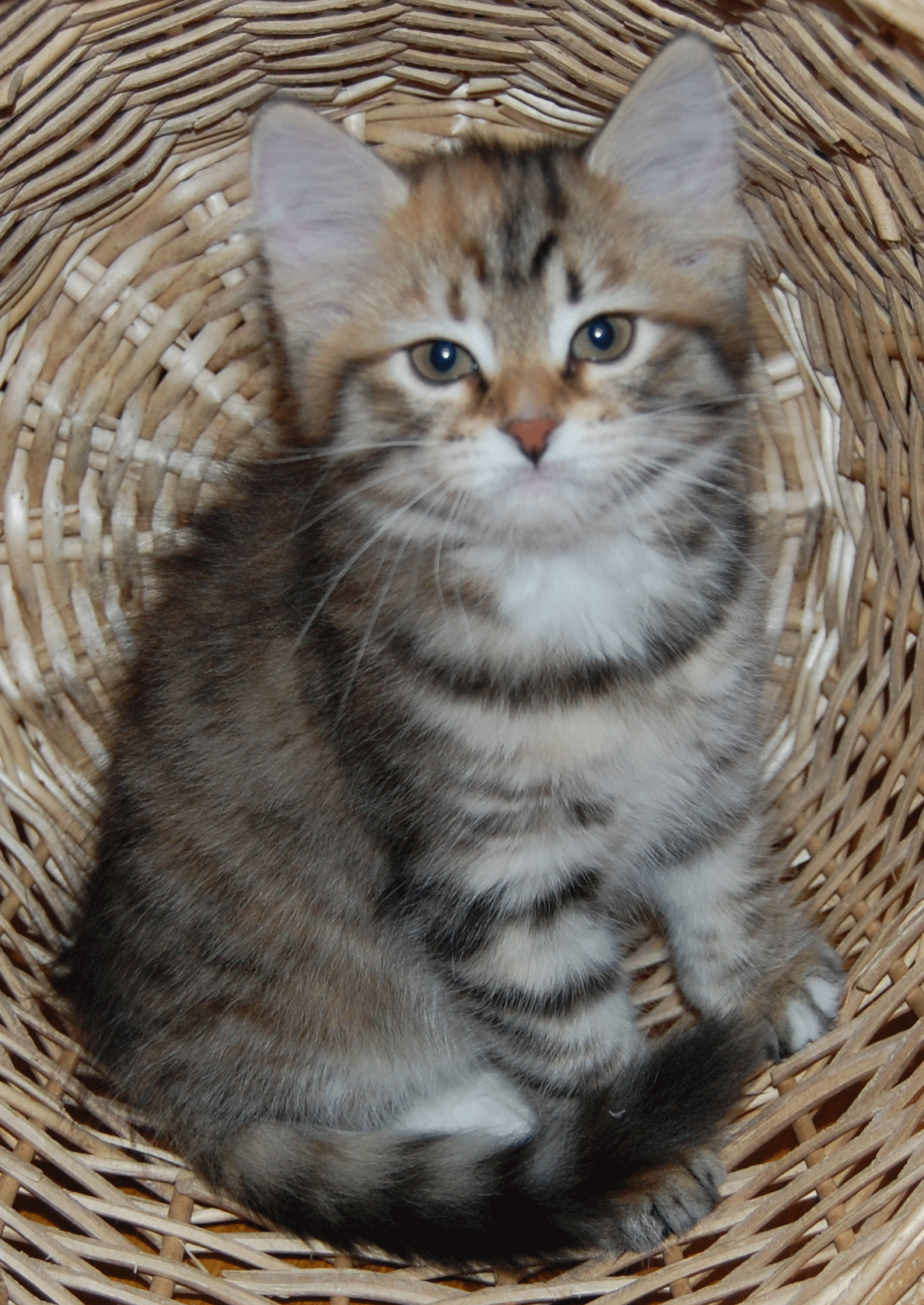 sibirisk kattunge Eltanin