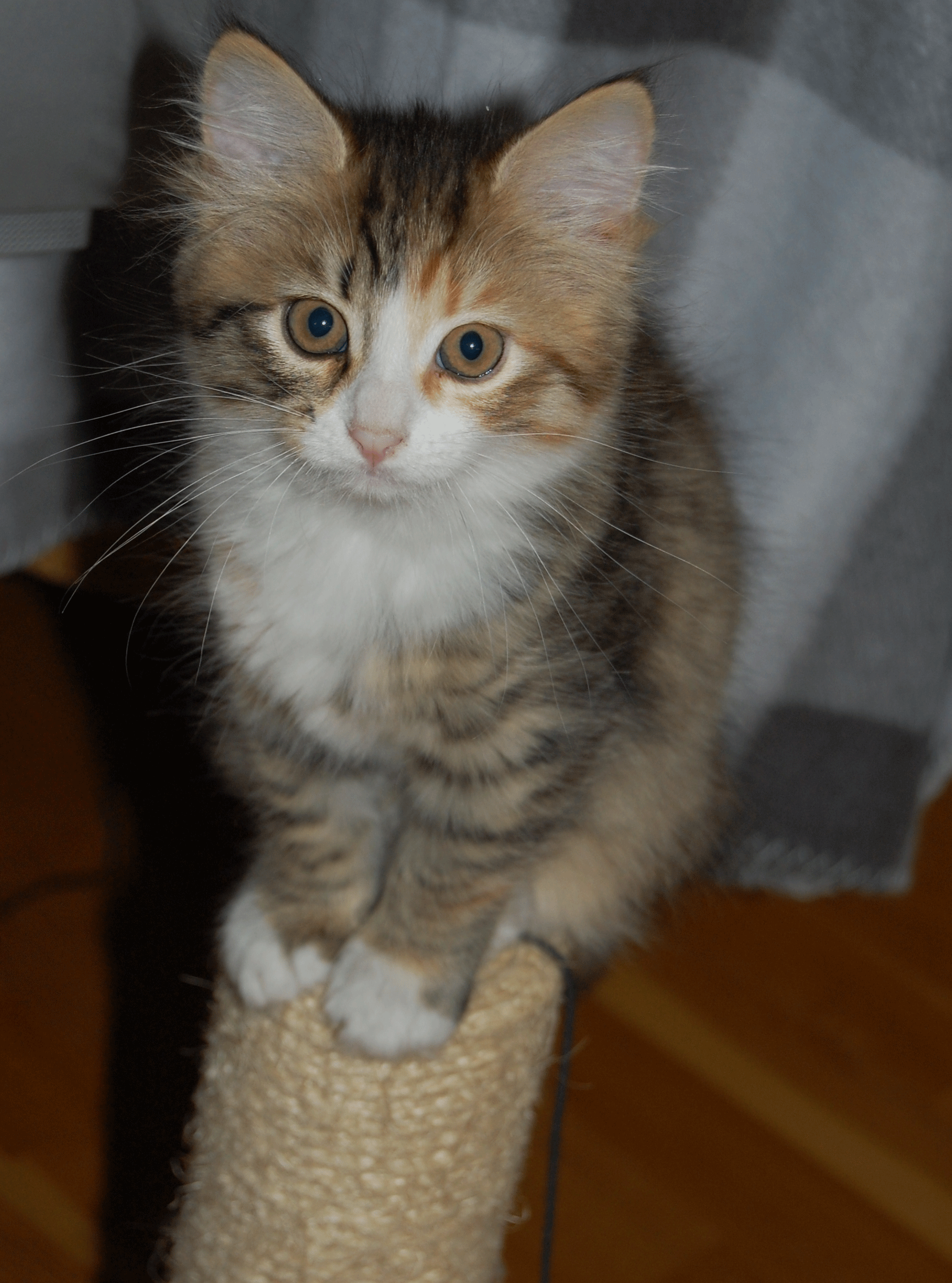 sibirisk kattunge