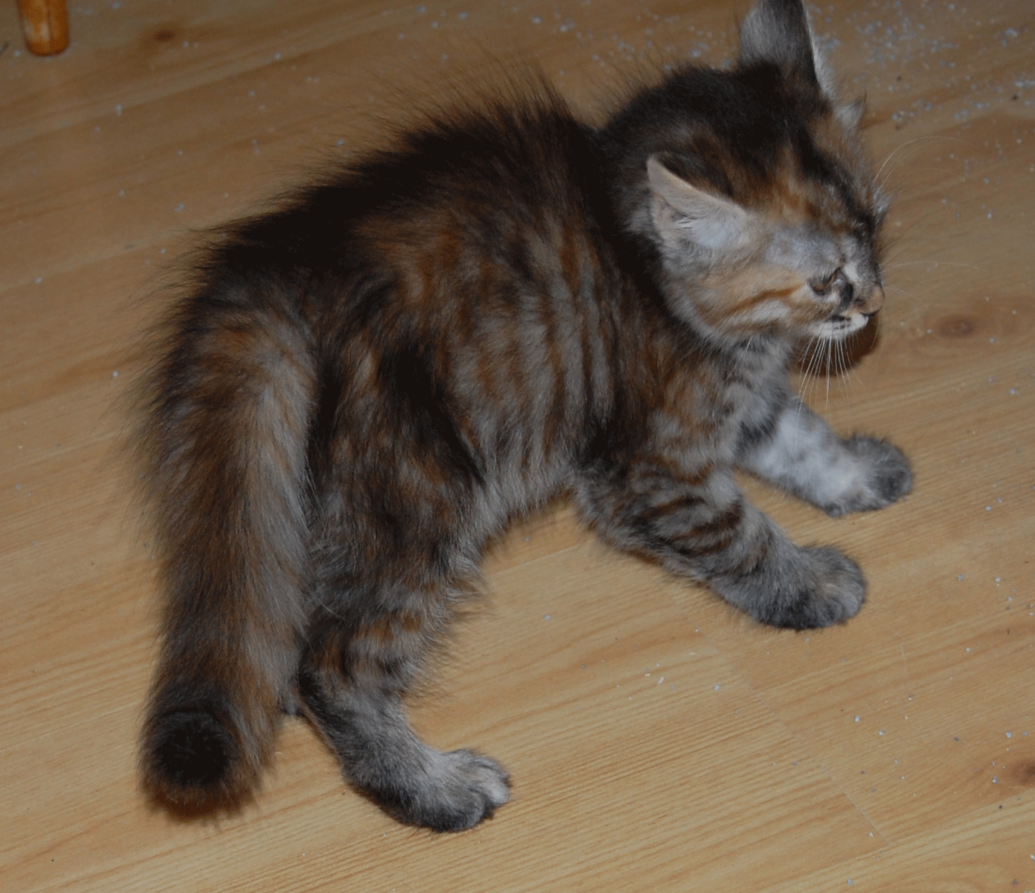sibirisk kattunge
