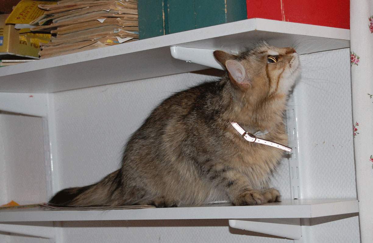 sibirisk katt