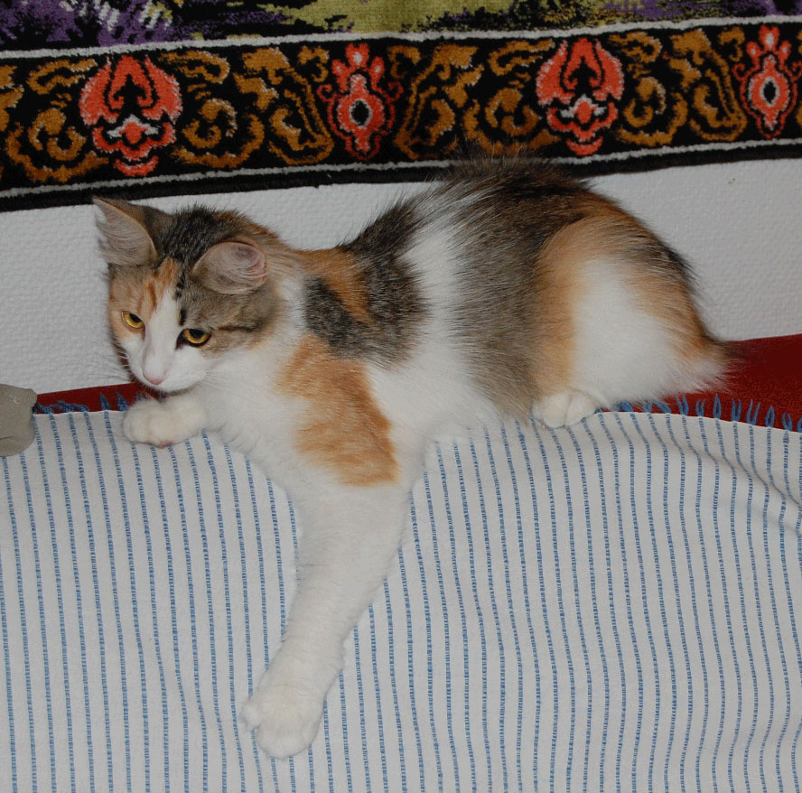 sibirisk katt