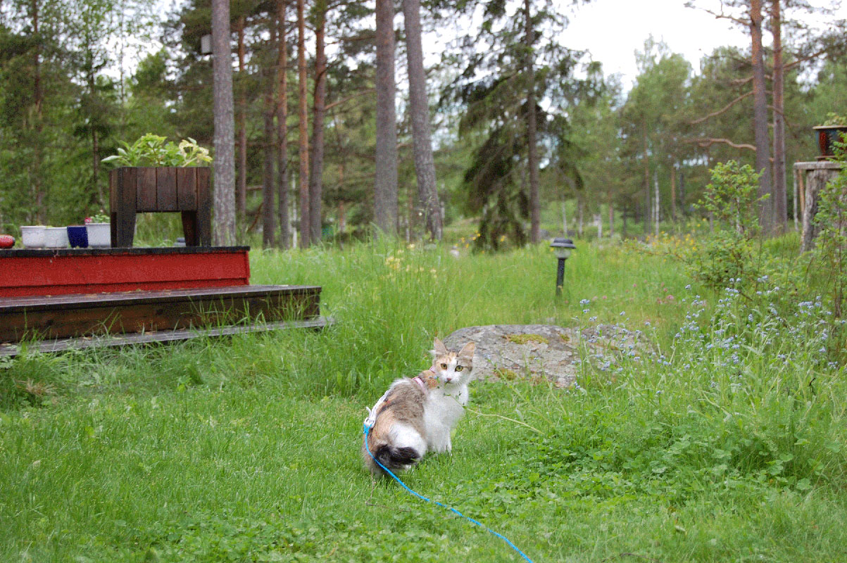 Jonskär