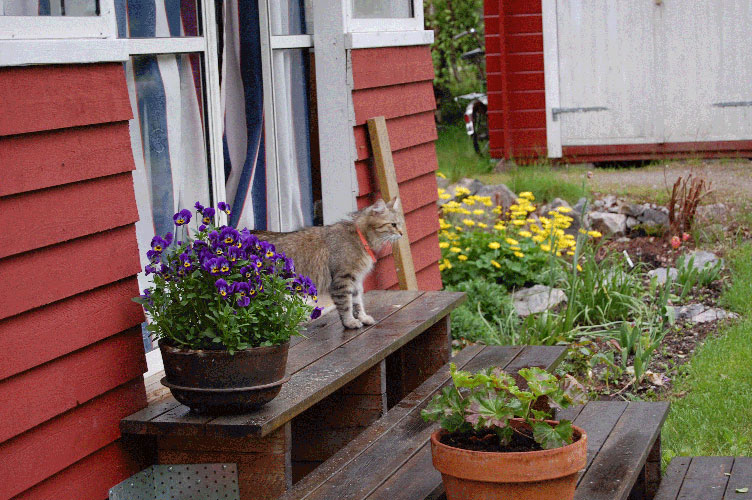Jonskär