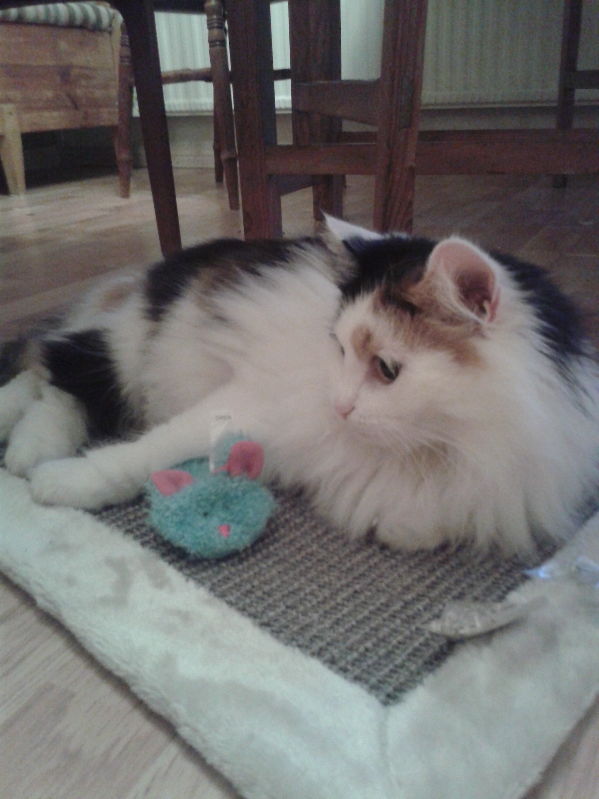 sibirisk katt Rowena