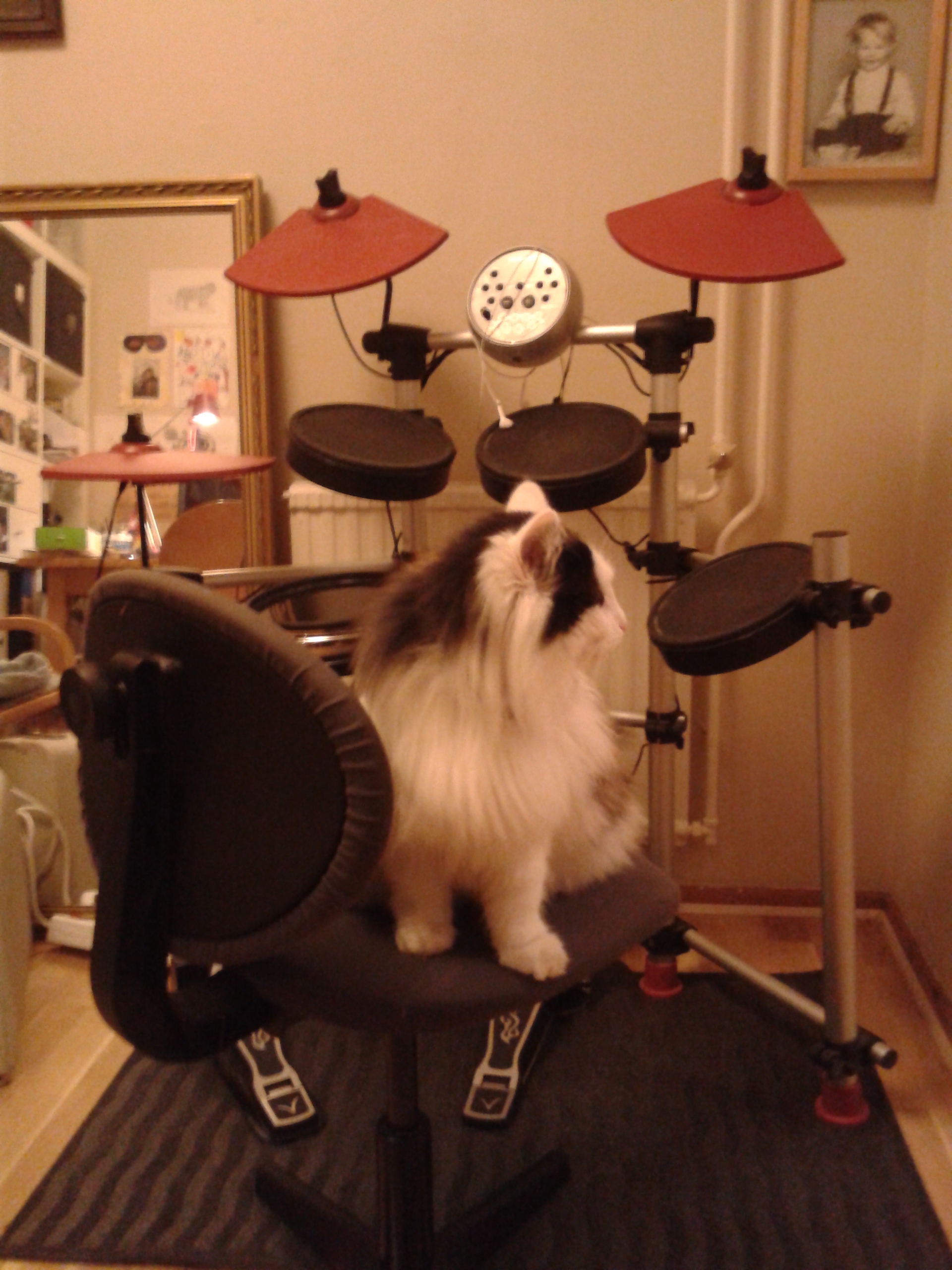 sibirisk katt Rowena