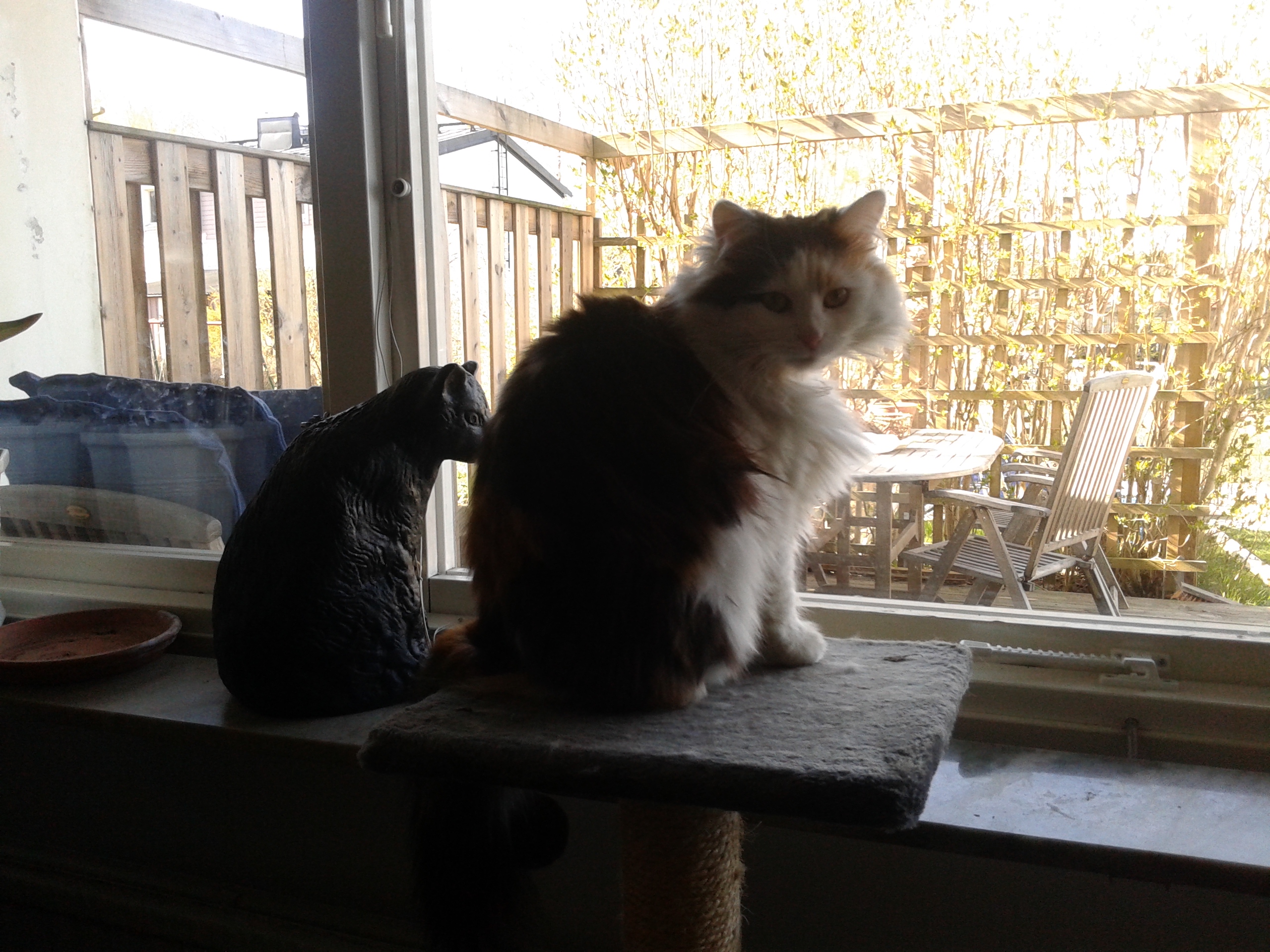sibirisk katt Rowena