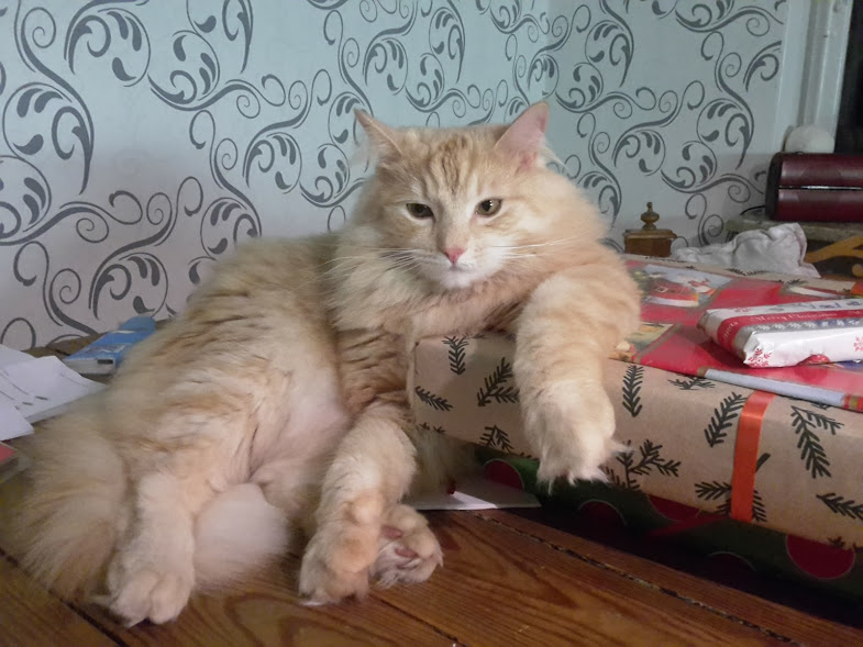 sibirisk katt Diablo
