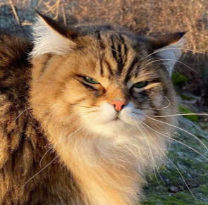 Sibirisk katt Lulin