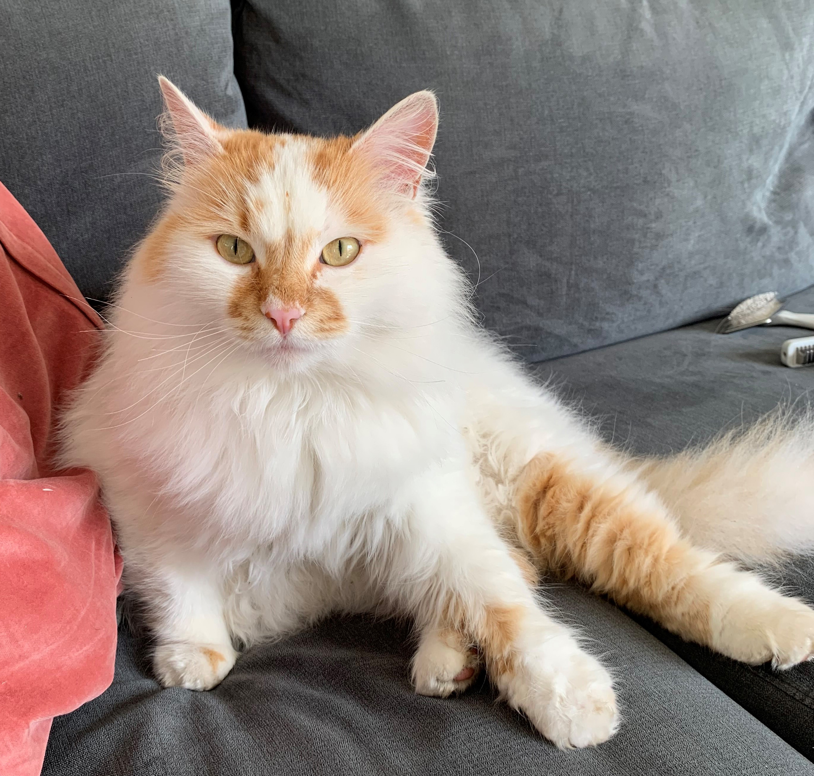 Sibirisk katt Yorri