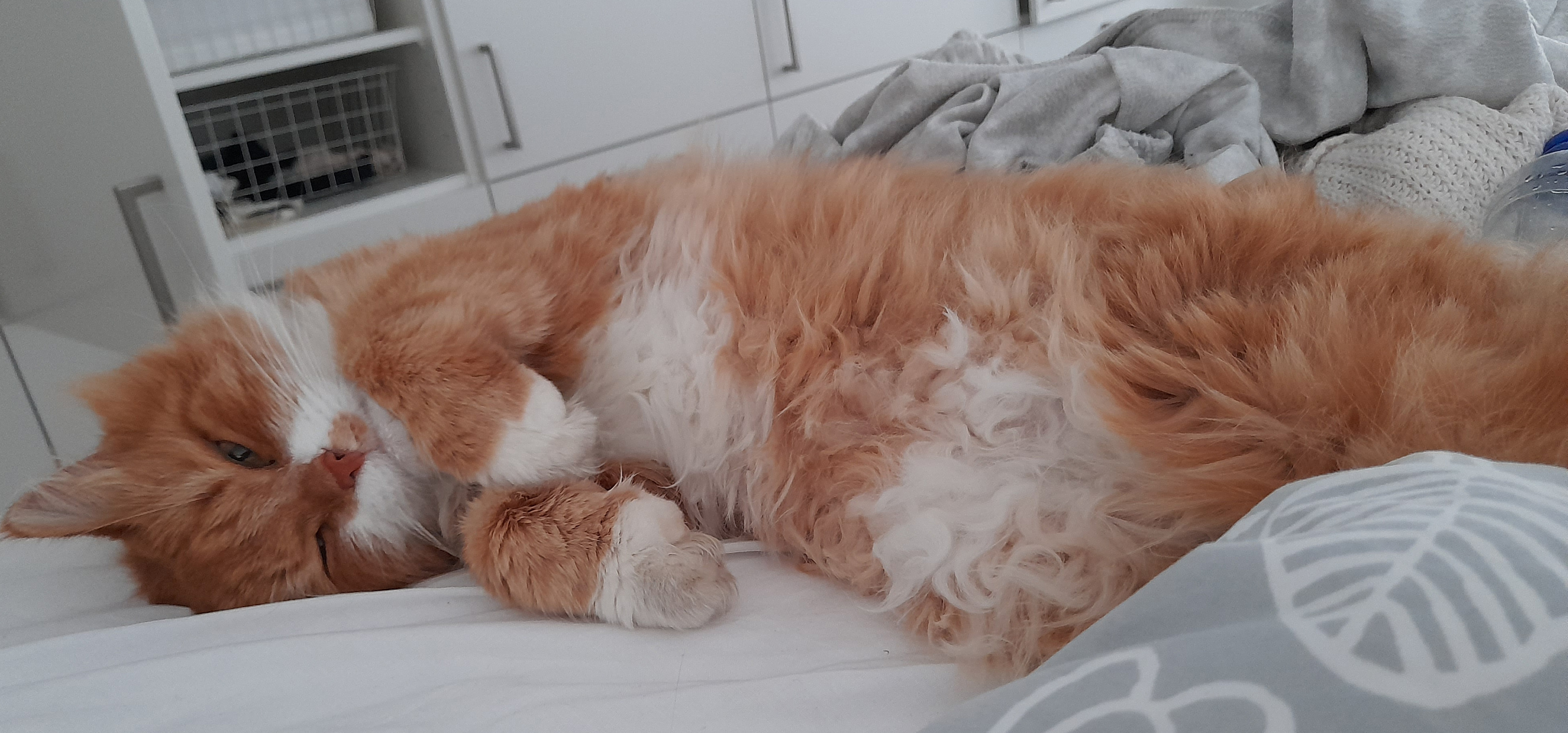 Sibirisk katt Sirius