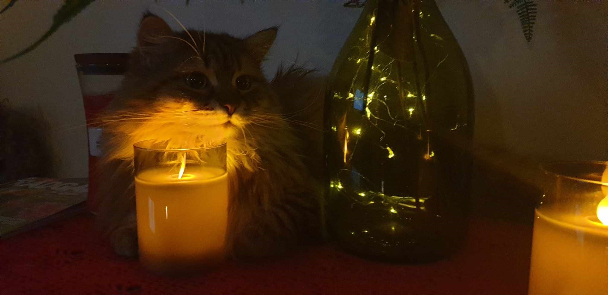 sibirisk katt Styx