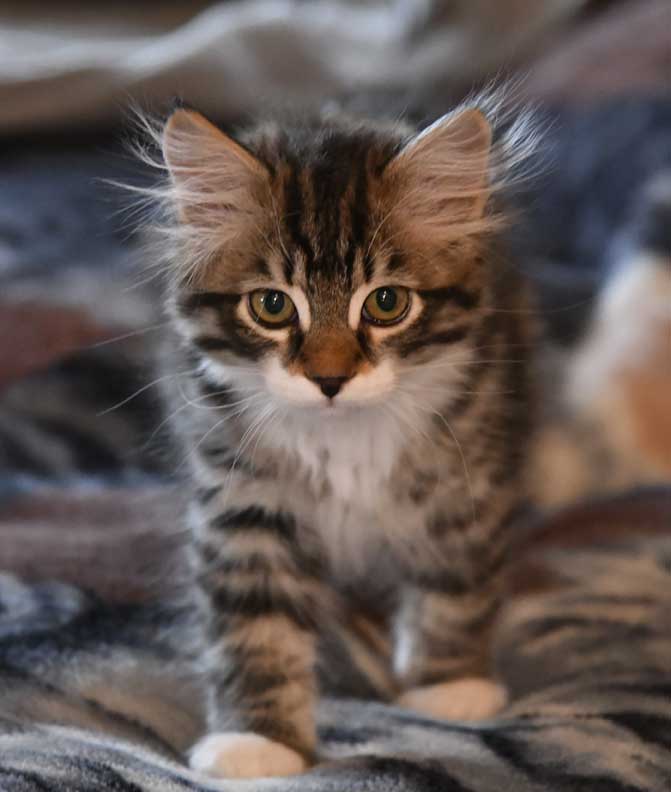 sibirisk kattunge Zwicky