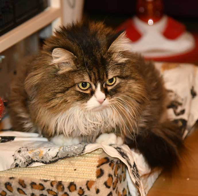sibirisk katt Mitzi