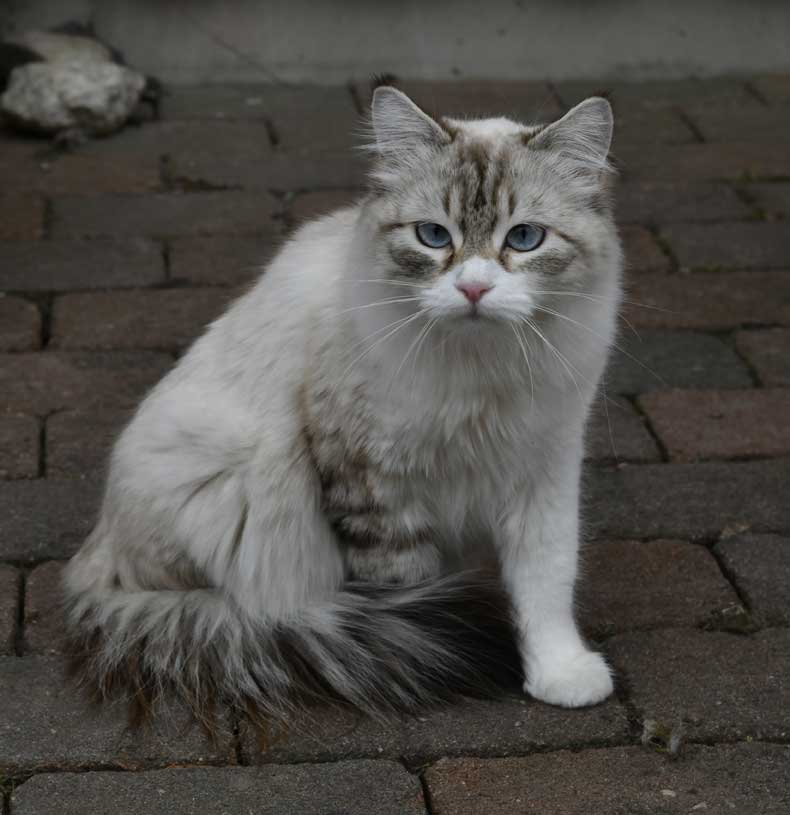 Neva Masquerade katt Whiffi