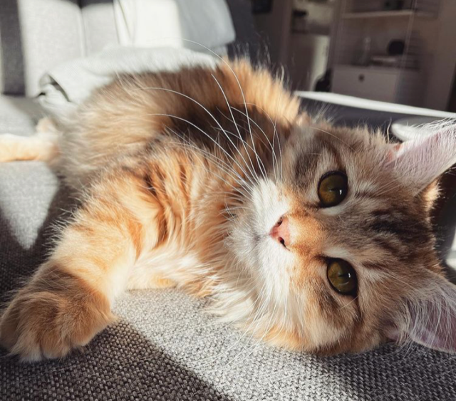 sibirisk kattunge Yoko