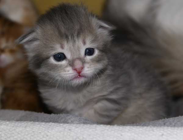 sibirisk katt Beid