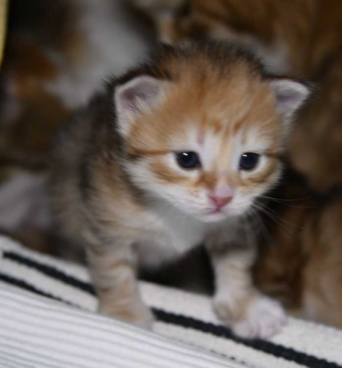sibirisk katt Bell