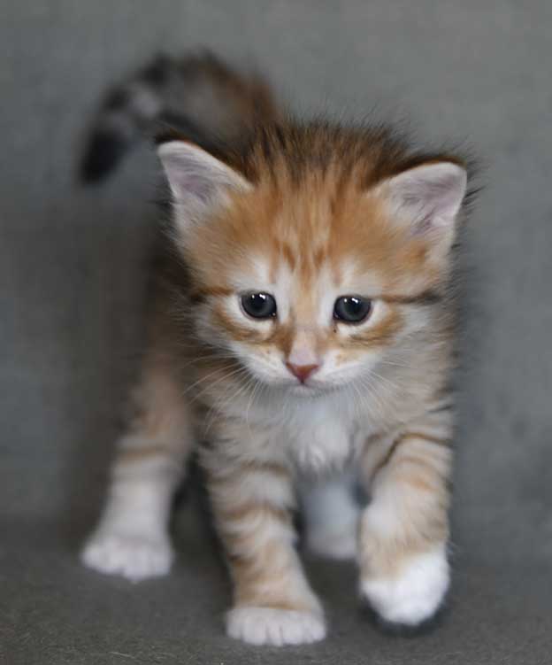 sibirisk kattunge Bell
