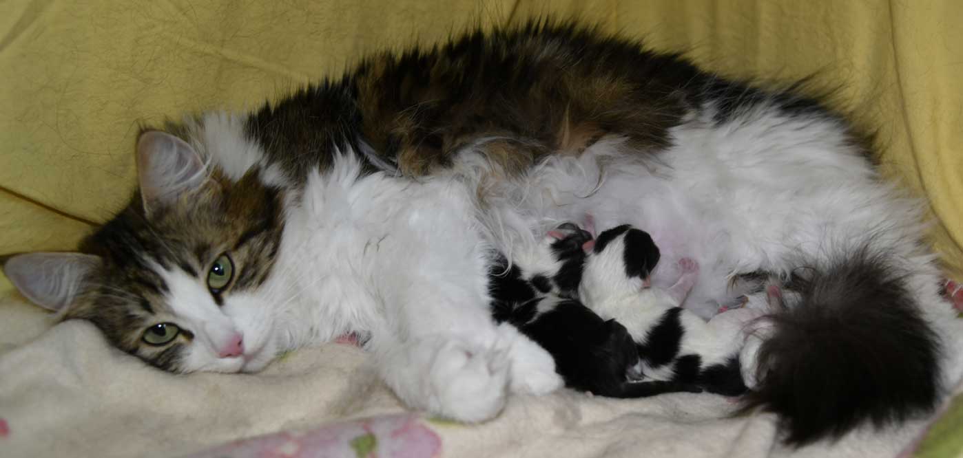 sibirska kattungar Vickie