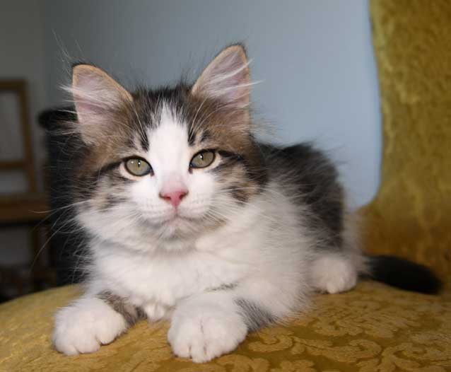 sibirisk katt Amor