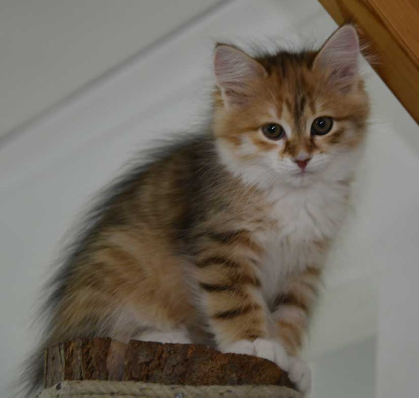 Sibirisk kattunge Bella