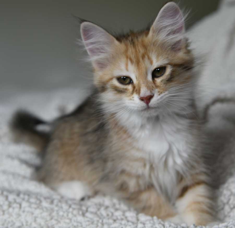 sibirisk kattunge Bell