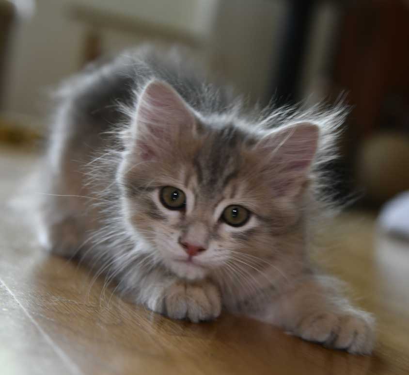 sibirisk kattunge Beemim