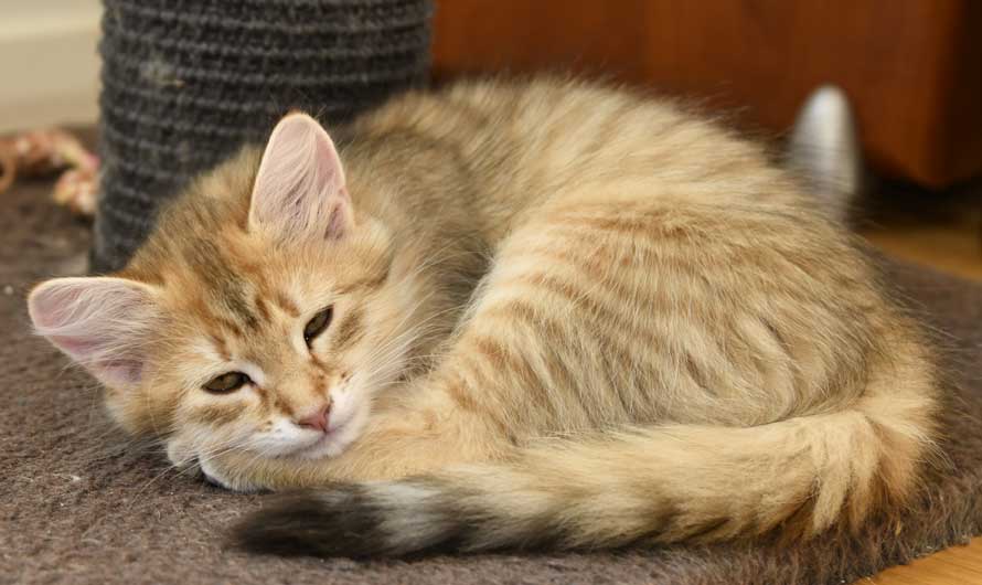 sibirisk kattunge Betelgeuse