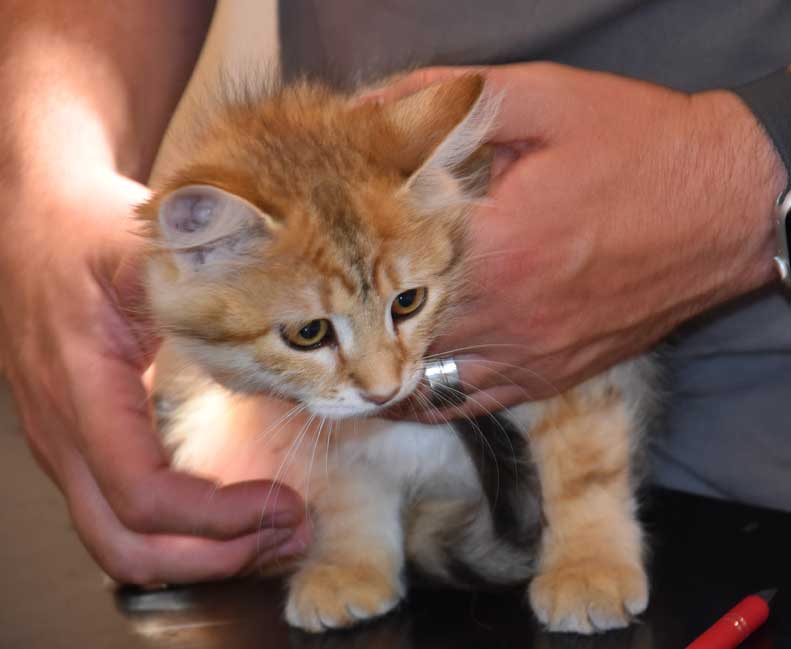 sibirisk kattunge Betelgeuse