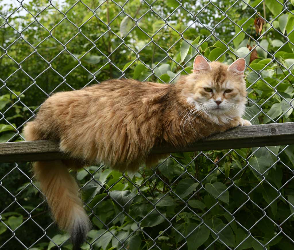 sibirisk katt Uni