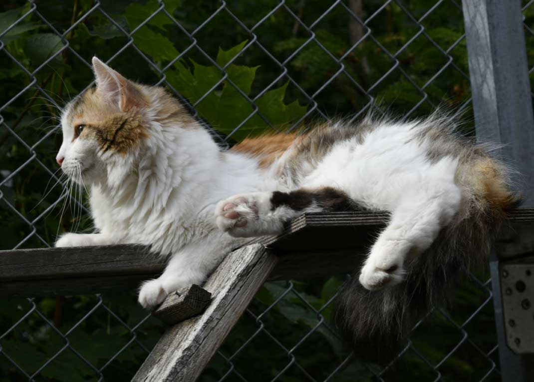 sibirisk katt Tracie