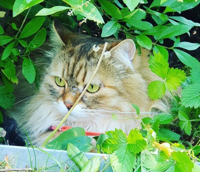 Sibirisk katt Odilia