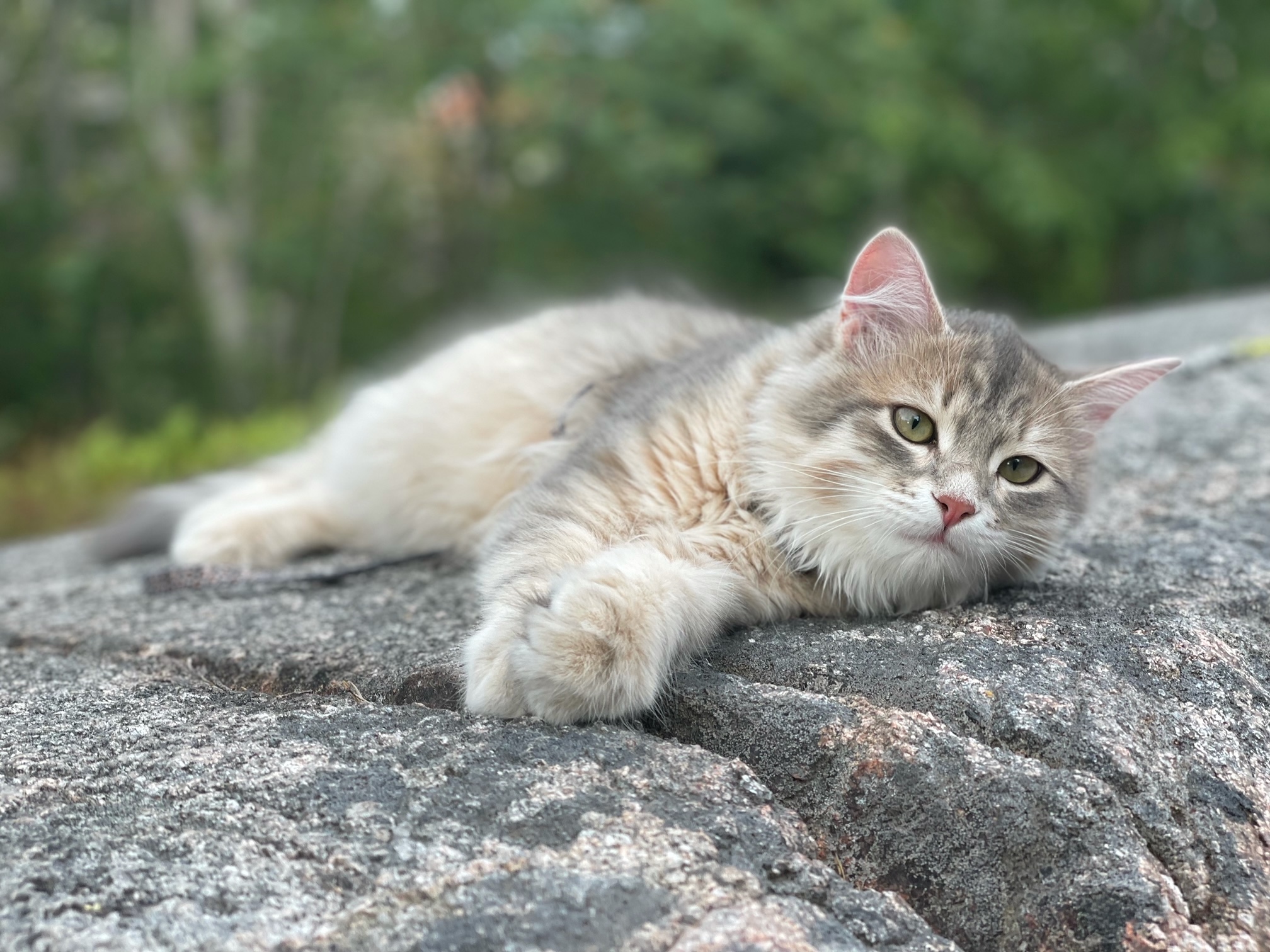 Sibirisk katt Beid