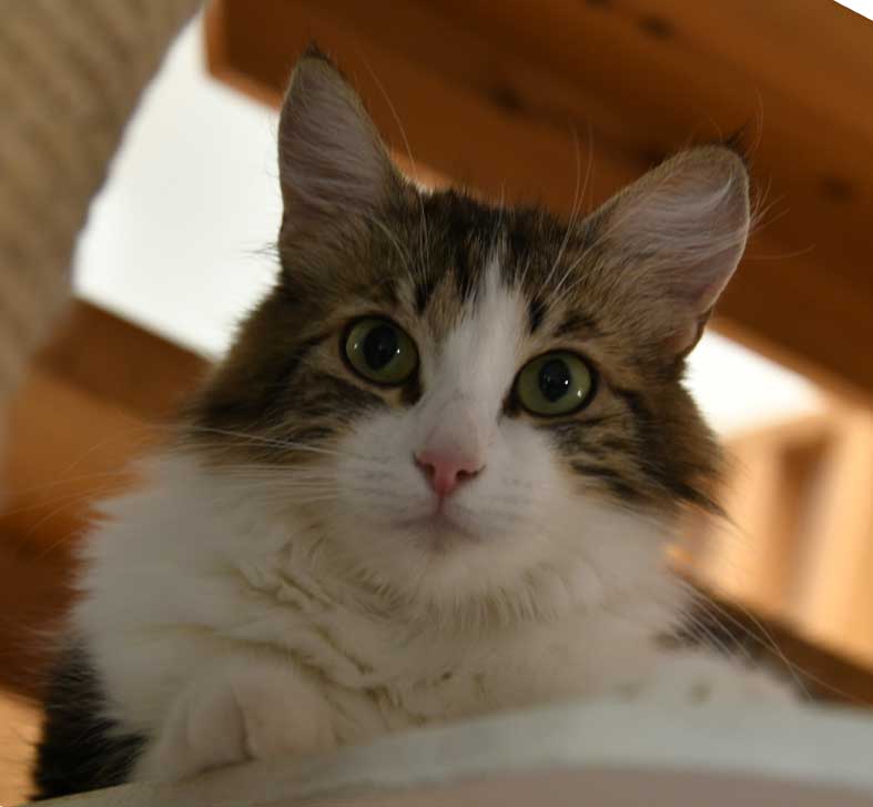 sibirisk katt Vickie