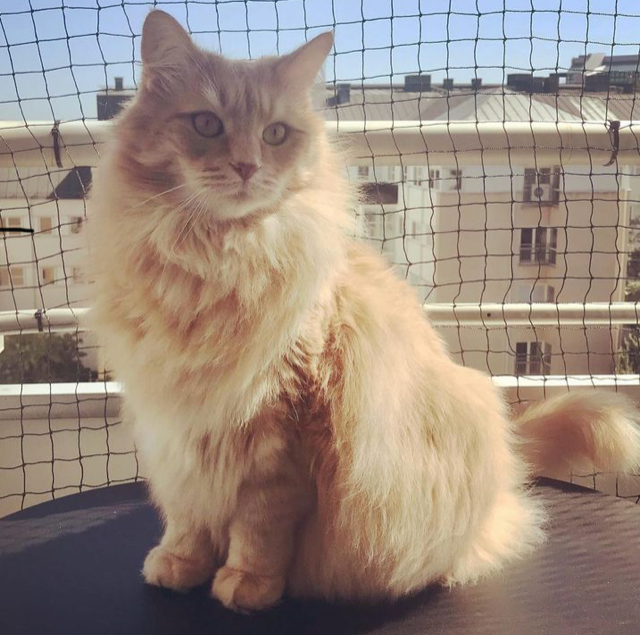 Sibirisk katt Remus