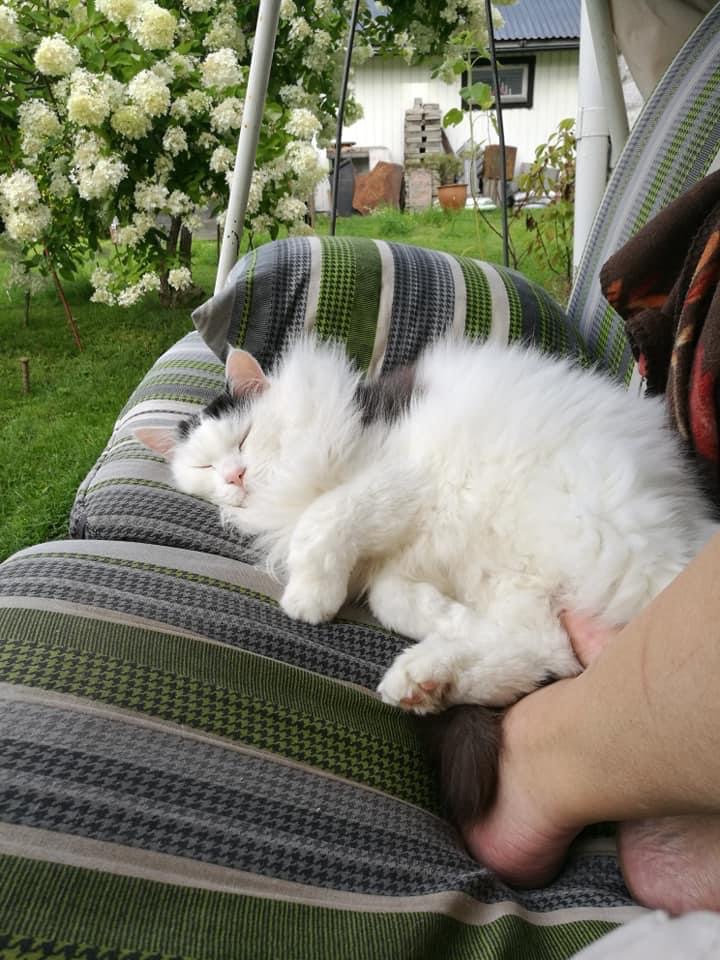 Sibirisk katt Junior