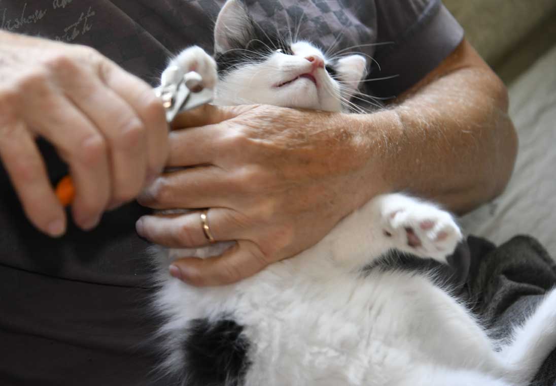 Sibirisk kattunge Cupido