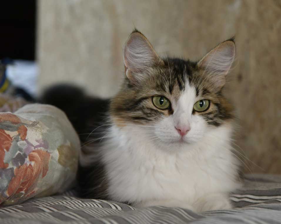Sibirisk katt Vickie