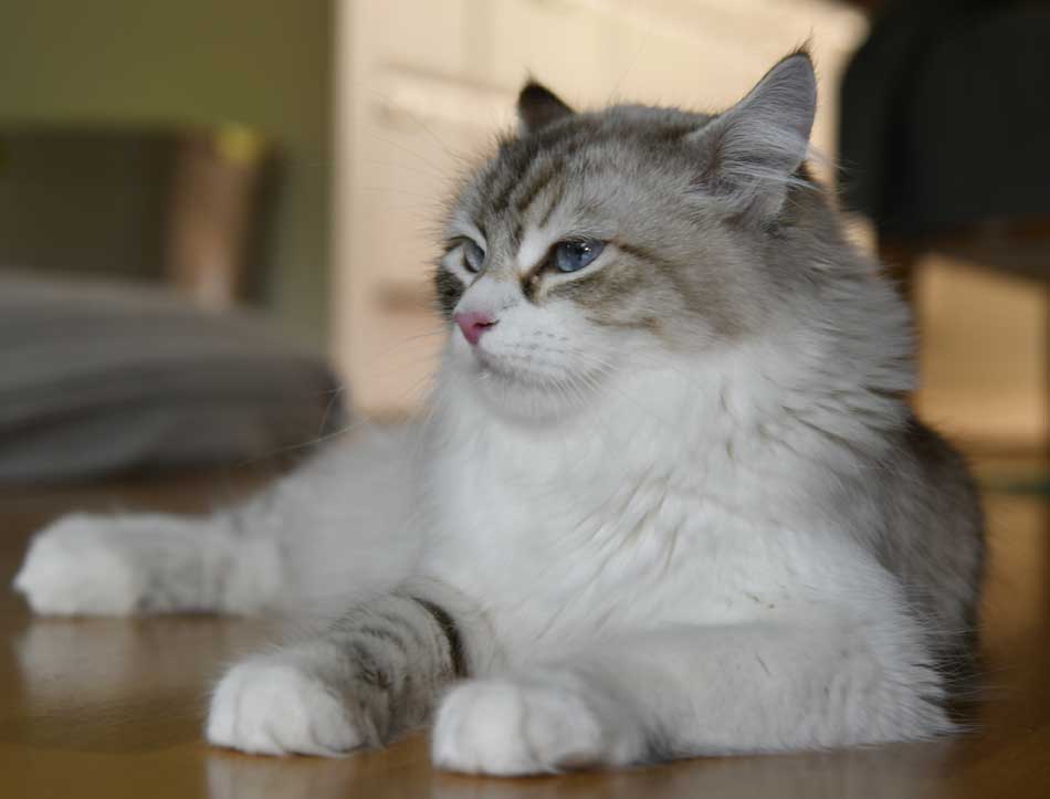 Neva Masquerade katt Whiffi