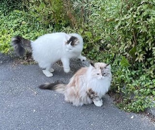 Sibirska katt FCastor