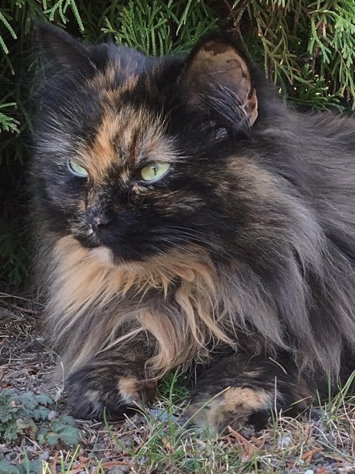 Sibirisk katt Kathleen