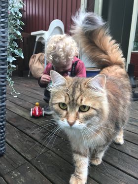 Sibirisk katt Ul