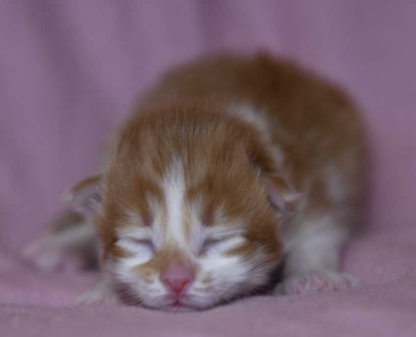 Sibirisk kattunge Edwin