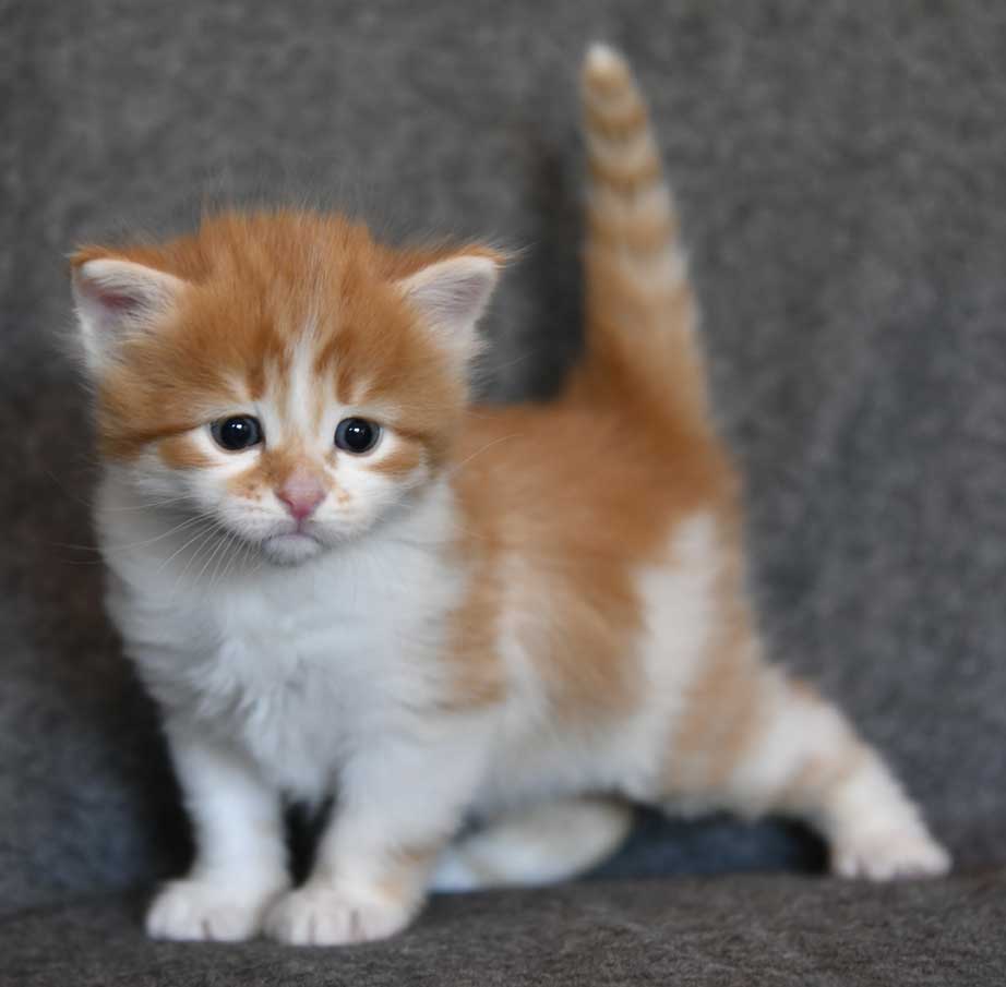 Sibirisk kattunge Edwin