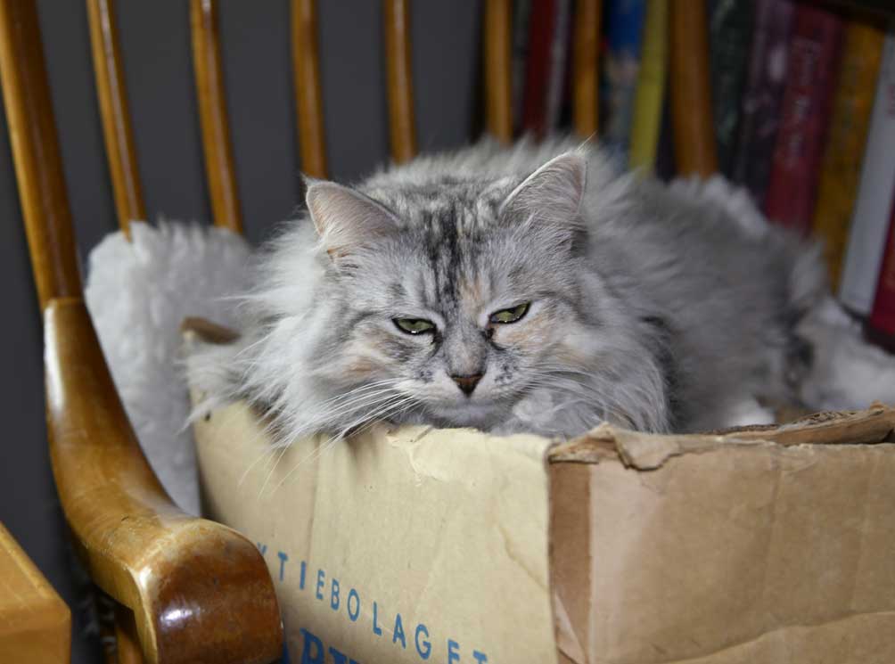 Sibirisk katt Zinnie
